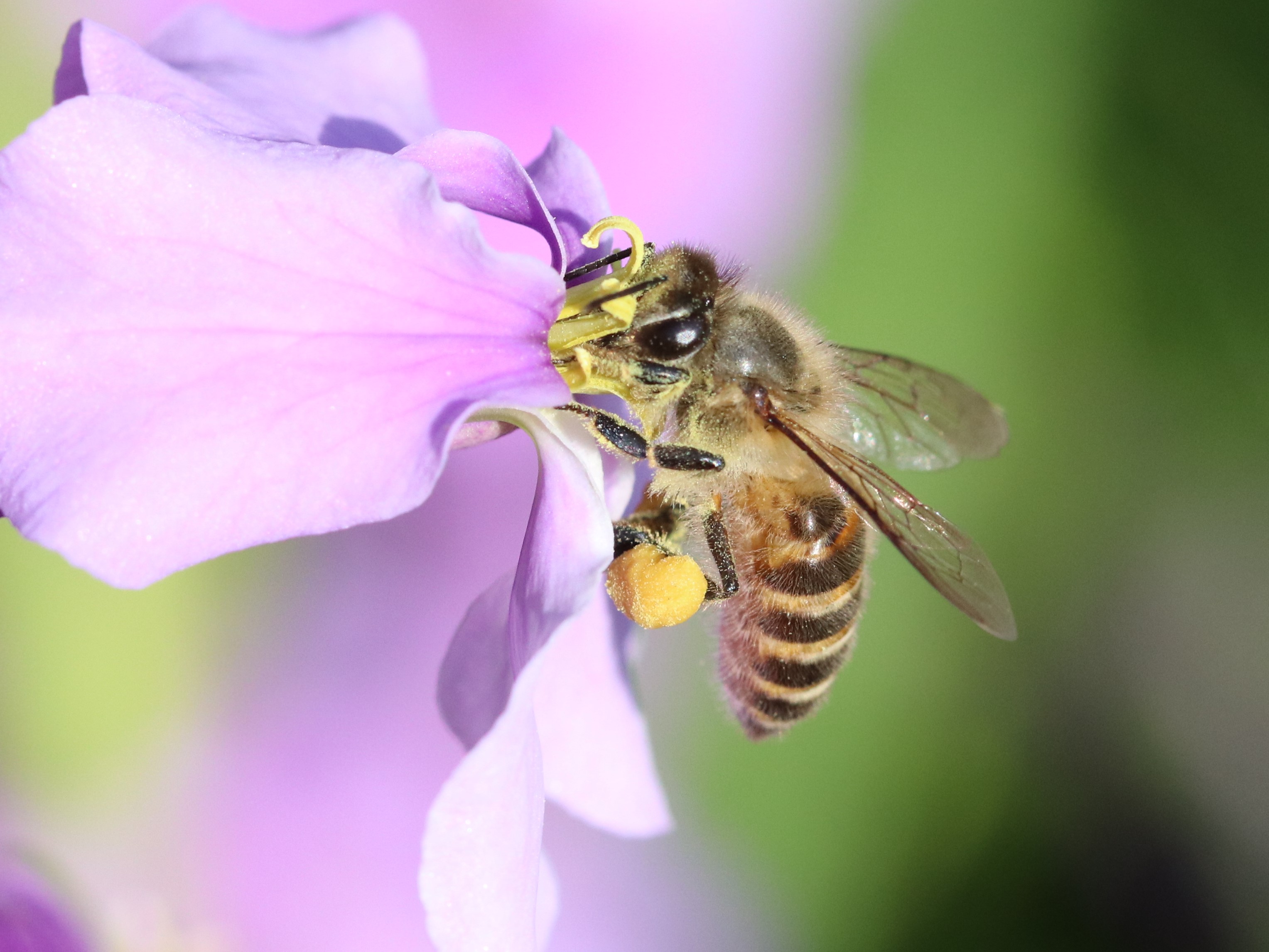 ニホンミツバチと花